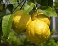 citron 